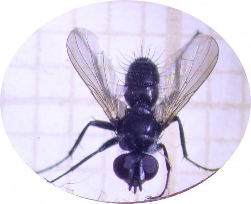 Réf. 273 442 : Phania funesta